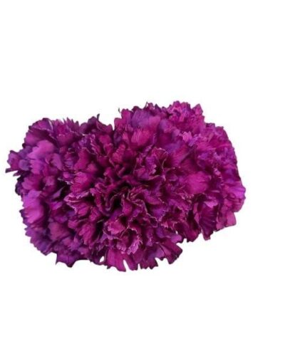 Ramillete de tres claveles maxi morado