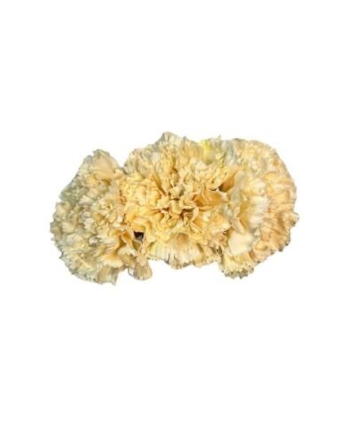 Ramillete de tres claveles maxi blanco roto