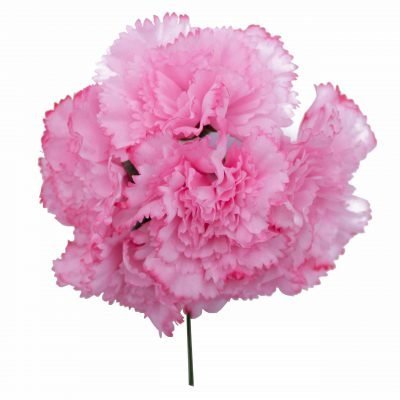 Ramillete de cinco claveles pequeños rosa